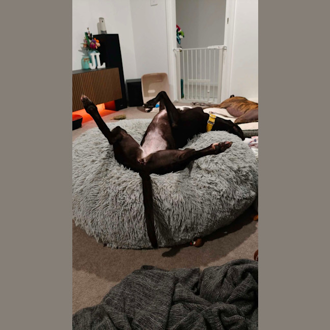 Photo of Eve, The Greyhound