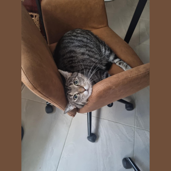 Photo of Tilly (Was Petal)