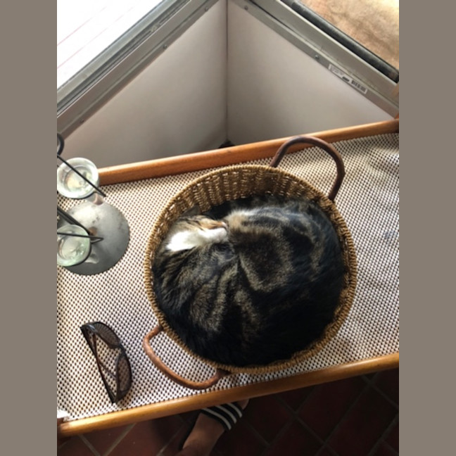 Photo of Tiddles   13 Year Old Domestic Short Hair