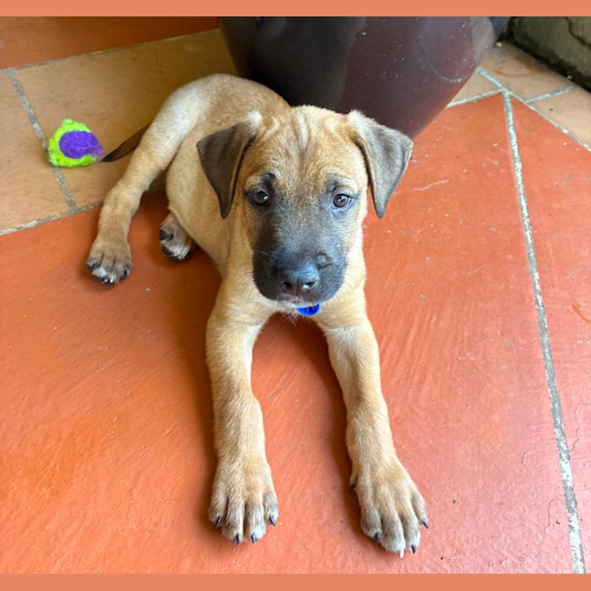 Photo of Snoopy   9 Week Old Cattle Dog X