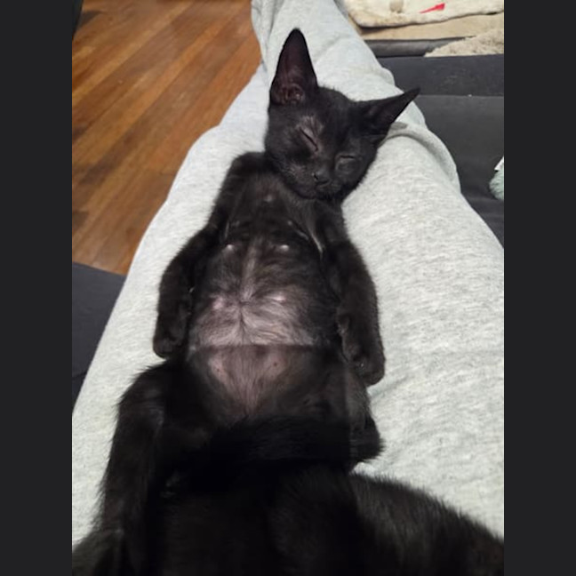 Photo of Alfie