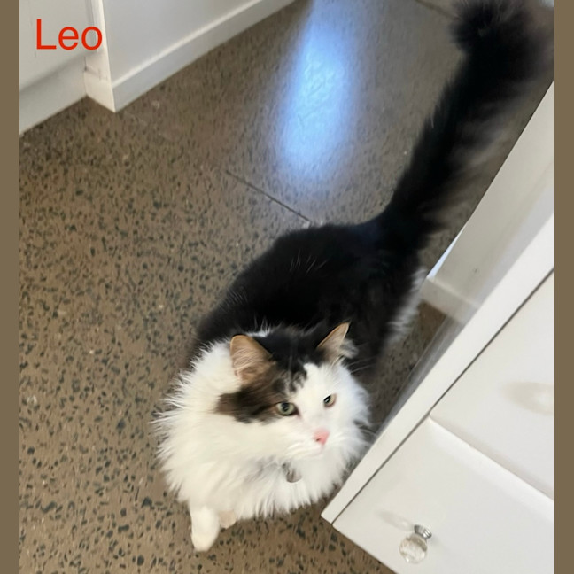 Photo of Leo