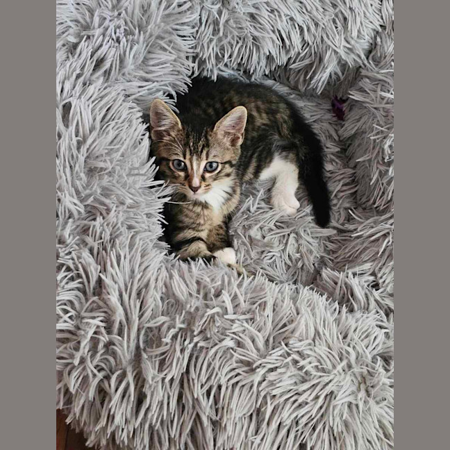 Photo of Opie