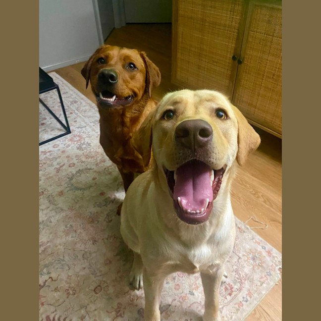 Photo of Walter   14 Month Old Labrador (Trial 22/12)