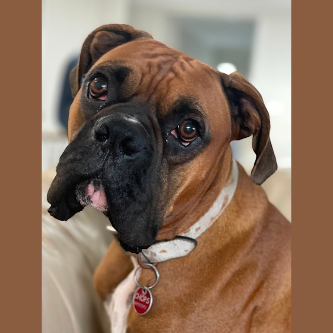 Photo of Chops