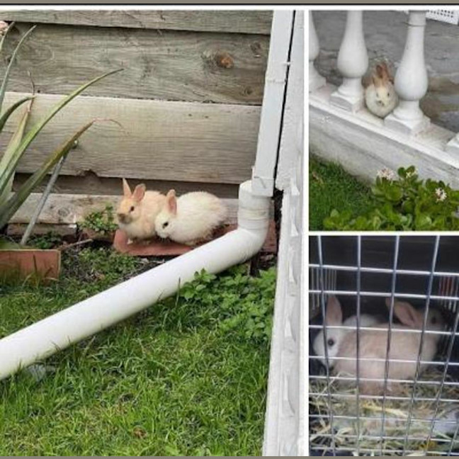 Photo of Lolly & Pop