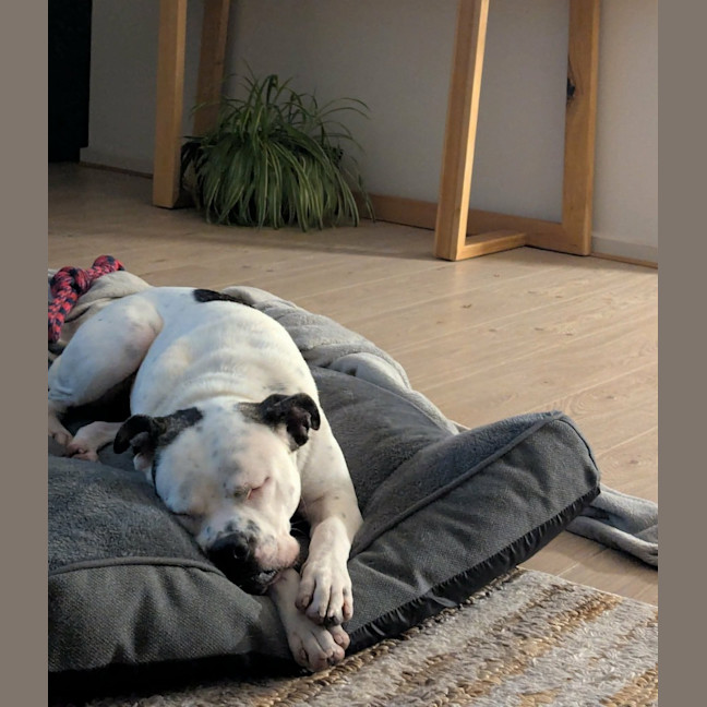 Photo of Nala