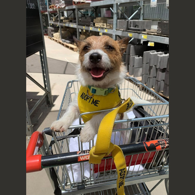 Photo of Scruffy