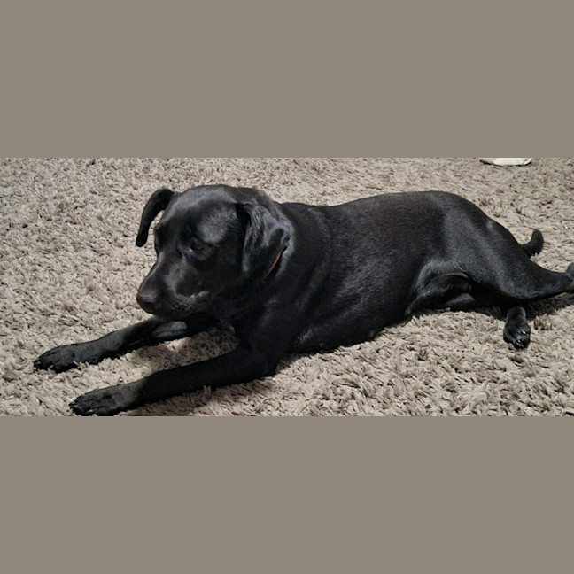 Photo of Izzy   1 Year Old Staffy X Kelpie (Trial)