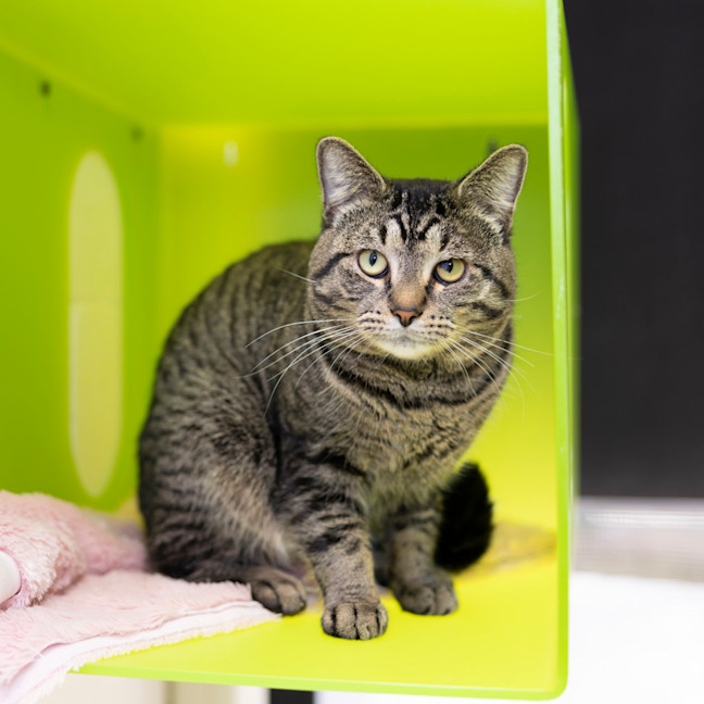 Photo of Purcey (Previously Pilot)