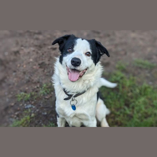 Photo of Ollie