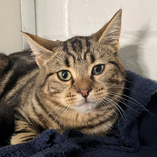 Photo of Cheeseburger 