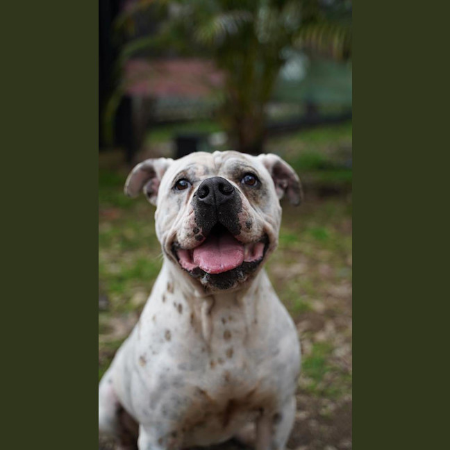 Photo of Gordo