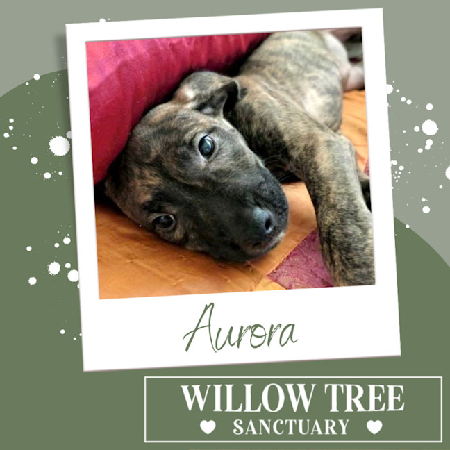Photo of Aurora