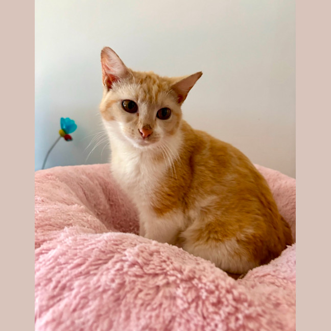 Photo of Clementine