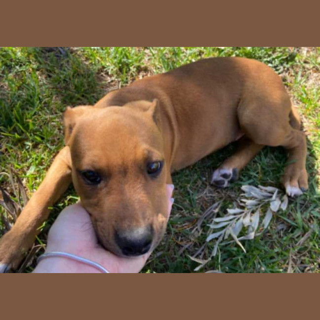 Photo of Teddy ~ Staffy X Beagle Puppy