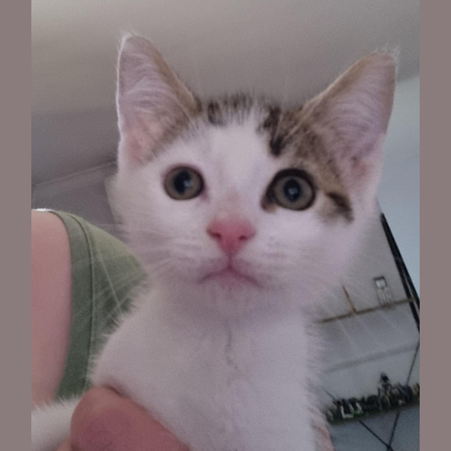 Photo of Astro