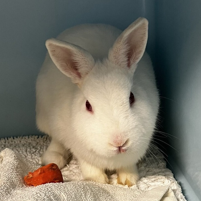 Photo of Bunnifer Anniston