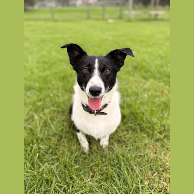 Photo of Marley