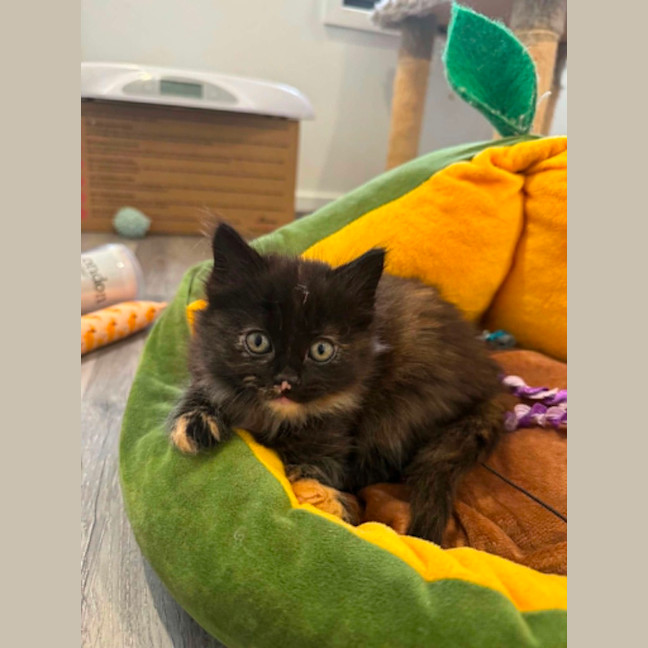Photo of Harriet 