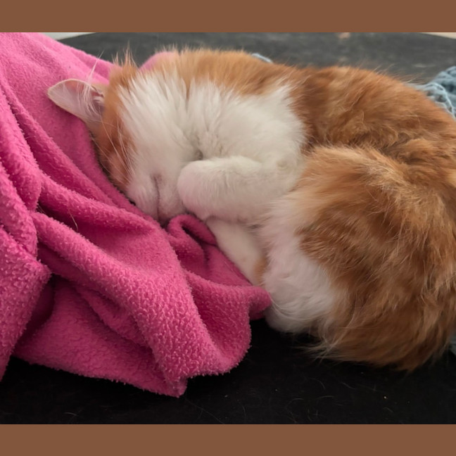 Photo of Ginger Snap