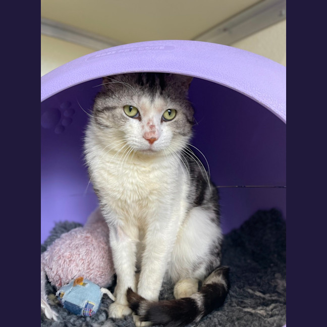 Photo of 🪁 Wally 5563 🪁