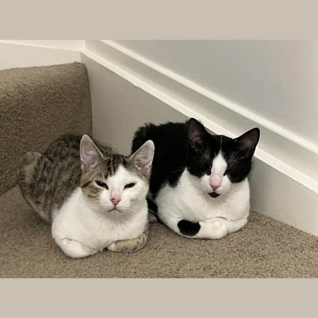 Photo of Spock & Sparrow   5 Month Old Domestic Short Hair