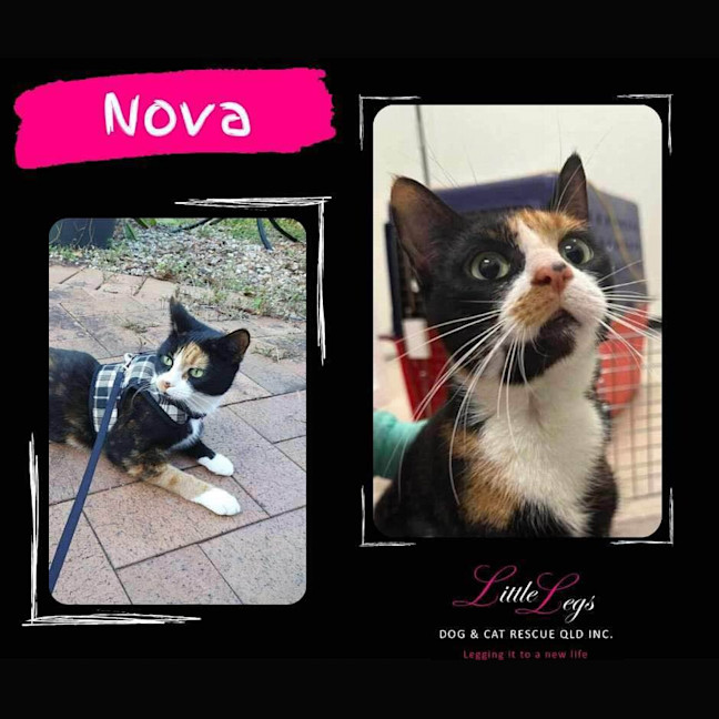 Photo of Nova