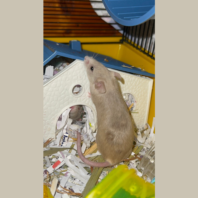 Photo of Penelope Pinkpaws