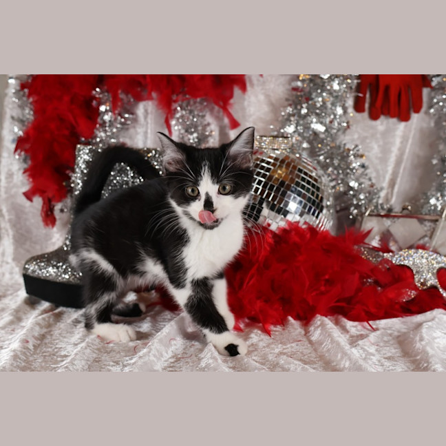 Photo of Foxtrot