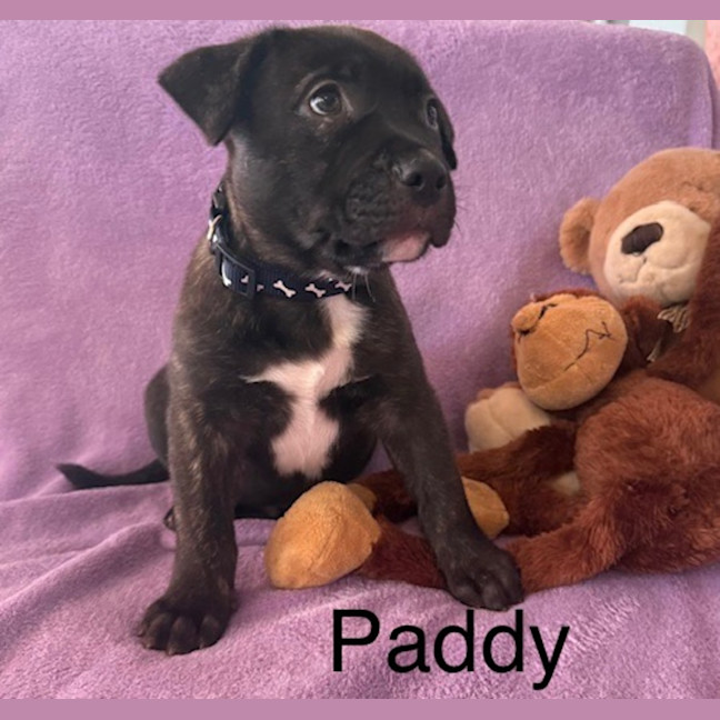Photo of Paddy