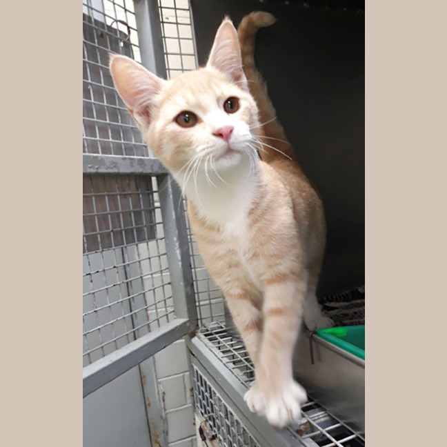 Photo of Luca Quinnell