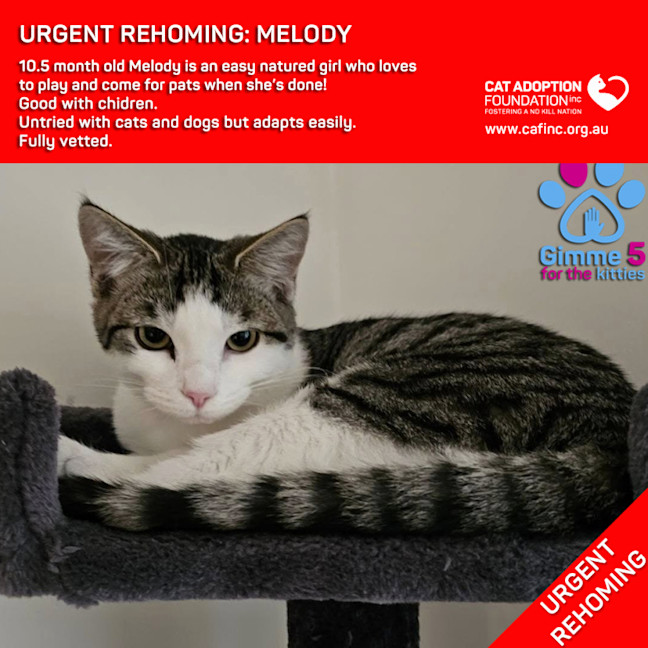 Photo of Melody Private Rehoming No Charge!