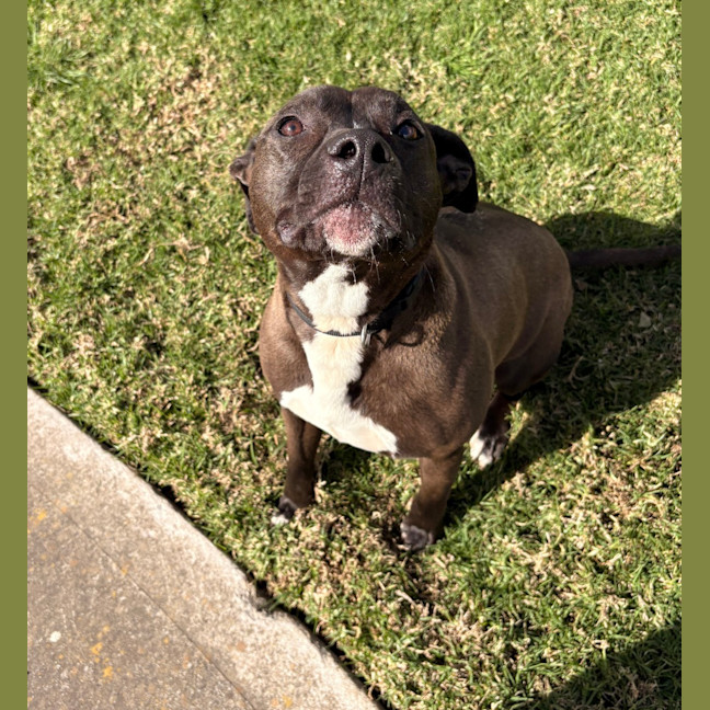 Photo of Willow 
