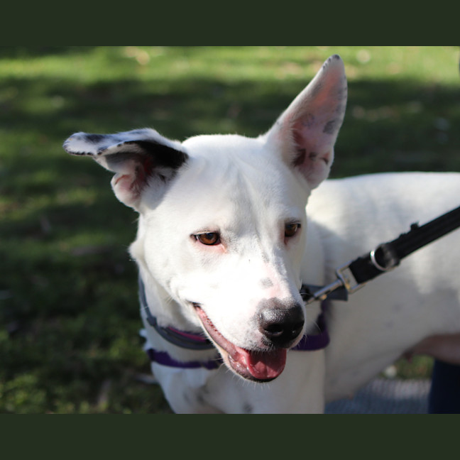 Photo of Penny