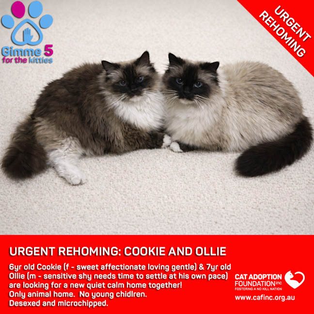 Photo of Cookie And Ollie