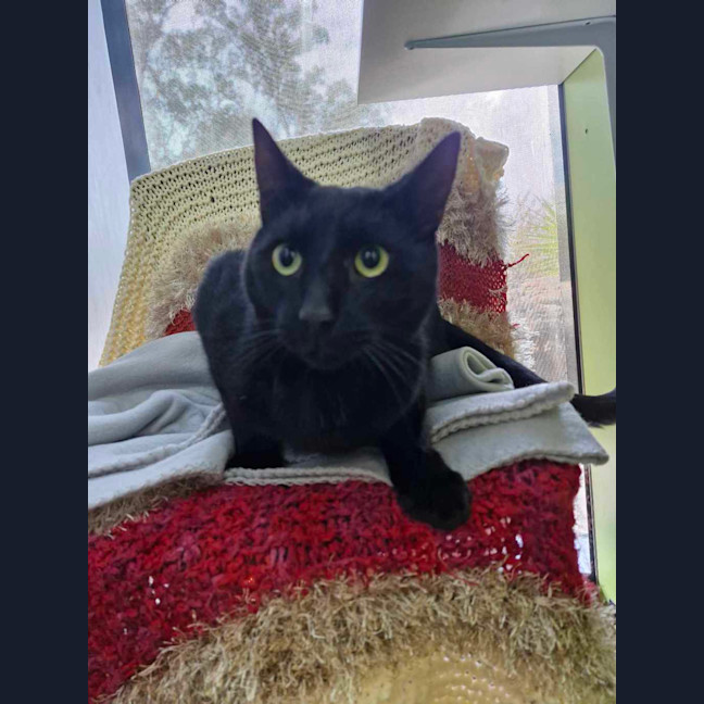 Photo of Sir Thomas The 5th