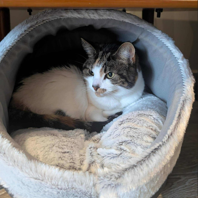 Photo of Pudding   Located In Preston