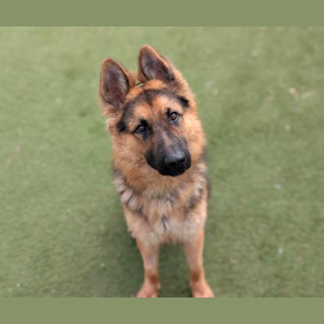 Photo of Atlas