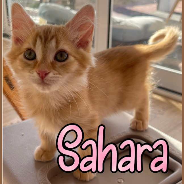 Photo of Sahara 