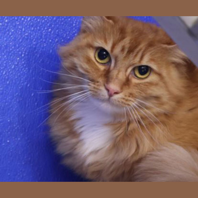 Photo of Ember