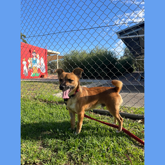 Photo of Bolt