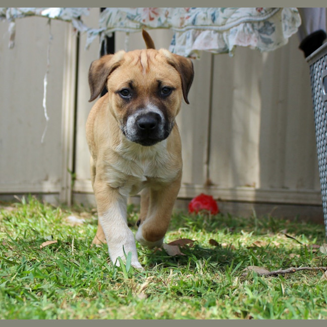 Photo of Barney   8 Week Old Mastiff X (Trial)