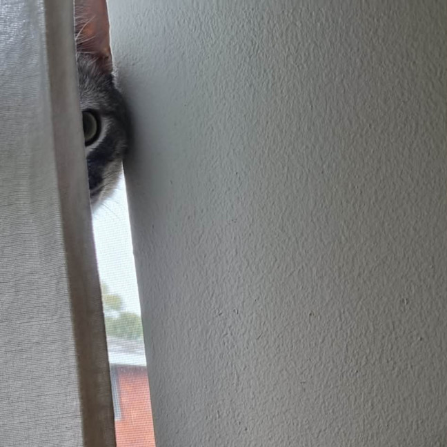 Photo of Loki