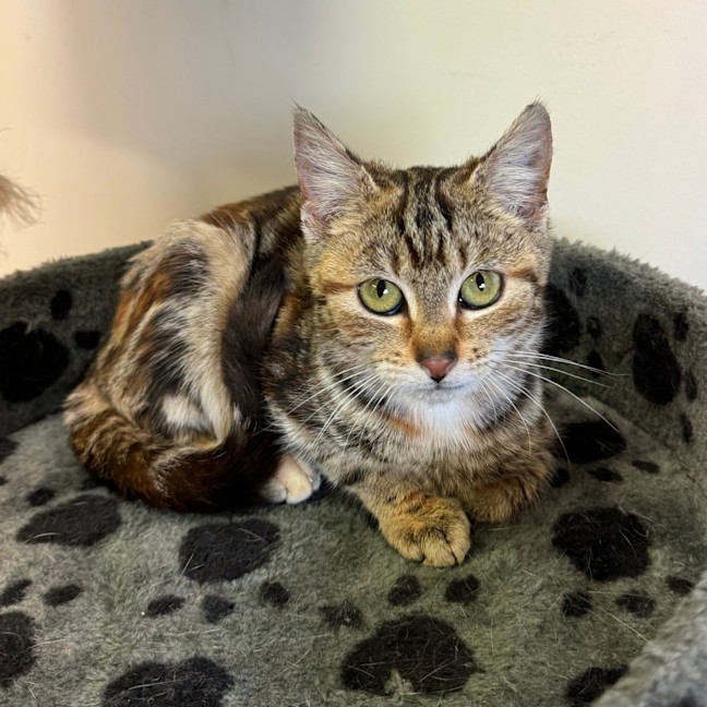 Photo of Penny