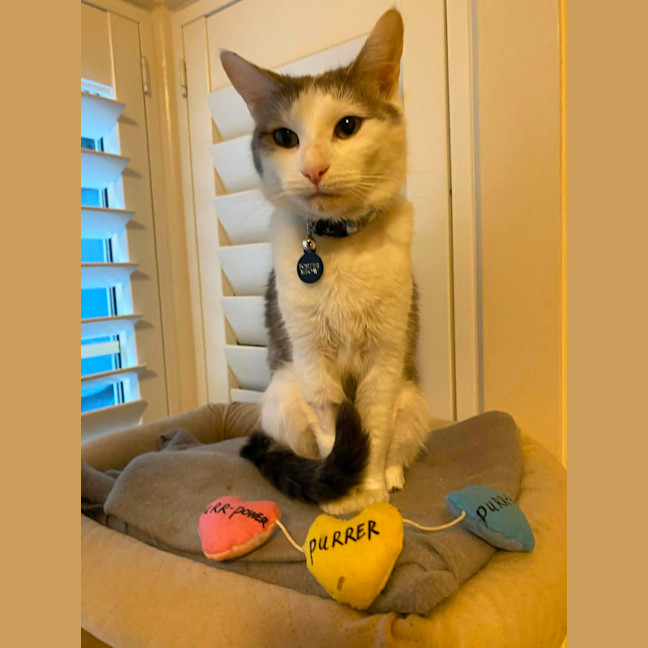 Photo of Lucky & Rose *9 Lives Project Rescue*