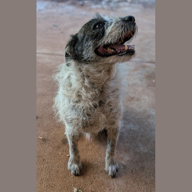 Photo of Scamp