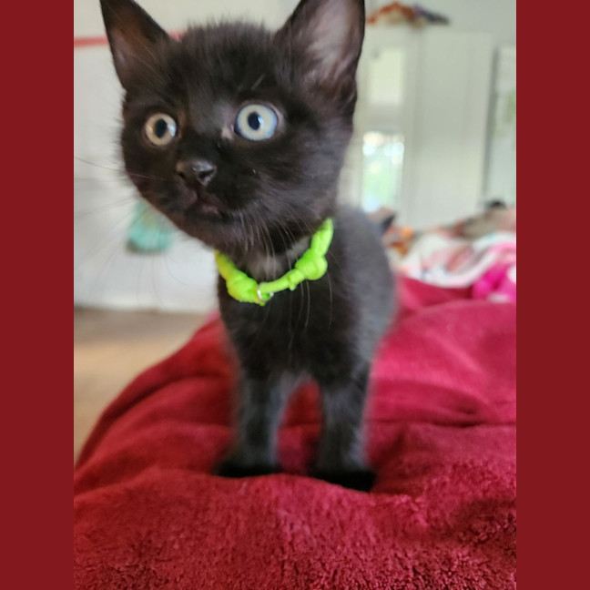 Photo of Luna