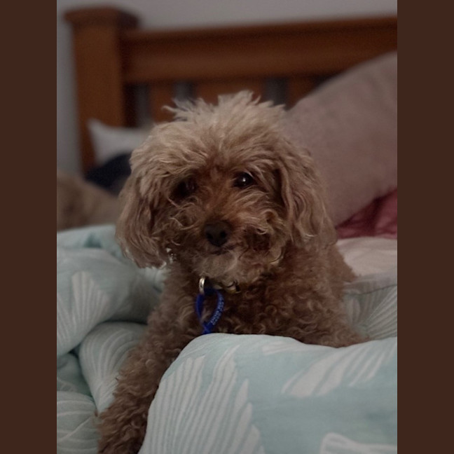 Photo of Yo Yo   13 Year Old Poodle (Trial)