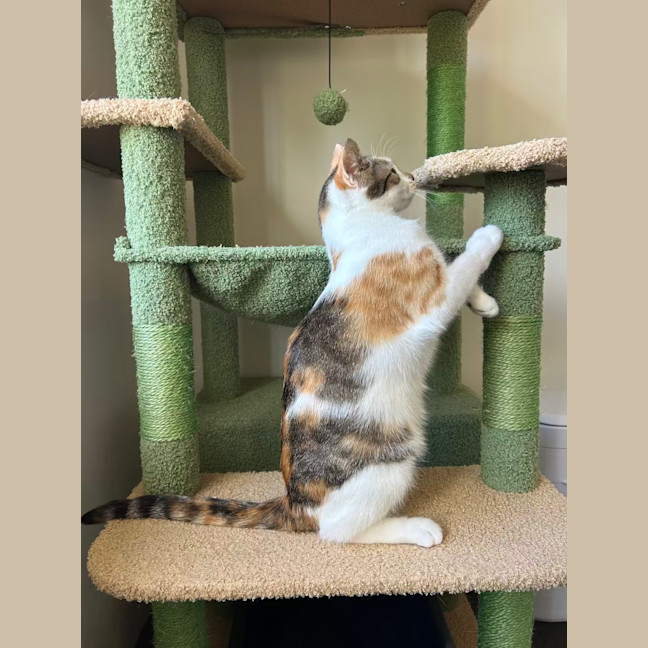 Photo of Blossom